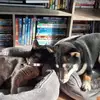 vickyjacquesrust - @vicky.jacquesrust - TikTok