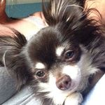 Vicki Jeffries - @tobysissypink - Instagram