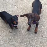 Vicky Jeffries - @dottie_and_mabel_minisausages - Instagram