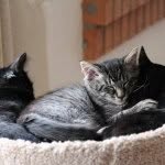 Vicky Kessler - @thekittenherd - Instagram
