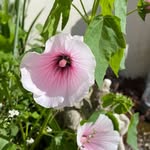 Vicky Kidd - @middleton_hall_gardens - Instagram