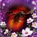 Vicki Koch - Facebook