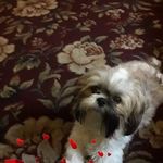 Vicky Koch - @vicky.koch.98 - Instagram