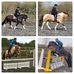 V &amp; M Competition Horses - Vicky Lacey - Facebook