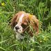 Vicky Lea - Facebook