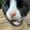 Vicky Lennon's Cat - @vicky.lennons.cat - TikTok