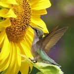 Vickie Lindemann - @chickenhawk50 - Instagram