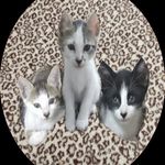 Os Gatinhos Vicky Luke e Zorro - @os.gatos.vicky.luke.e.zorro - Instagram