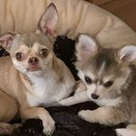 VICKY & LUKE - @chihuahuas.luke.vicky - Instagram