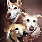 Vicky, Luke, Emma und Bruno - @husky_luke_and_friends_ - Instagram