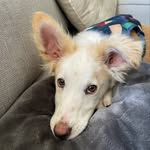Vicky Lynch - @prince_with_a_floppy_ear - Instagram