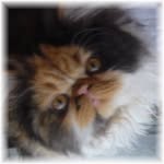 Vicky Mansfield - @kittypartypersians - Instagram