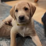 Vicky Mansfield - @cherry_helpfulhounds - Instagram