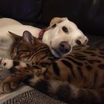 Vicky Murray - @cedar_pets - Instagram