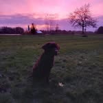 Vicky of Blue Diamond Paradise - @labrador.chocolate.vicky21 - Instagram