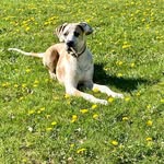 Vicky Parent - @hugothegreatdane._ - Instagram