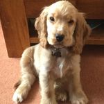 Vicky Parrish - @nannybubbles.bakes - Instagram