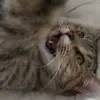 Vicky Parry - @vicky.parry0 - TikTok