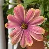Vicki Rieg Patton - @vicki.rieg.patton - TikTok