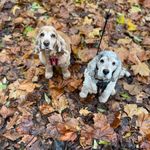 Vicky Pearce - @doggydawdles - Instagram