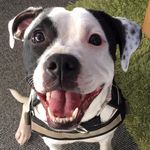 Vicki Pedersen - @staffie_kya - Instagram