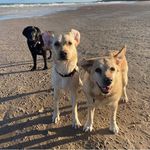 Vicky Pennington-Pyne - @wagventures_with_willow - Instagram
