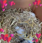 Vicky Perkins - Facebook