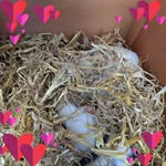 Vicky Perkins - @vickyperkins70 - Instagram