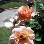 Vicki Petty - Facebook