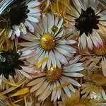 Vicky Piper - @piperspawsandplants - Instagram
