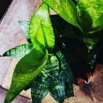 vicky plant corner - @vickyplantcorner - Instagram