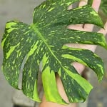 Vicky Wen-Green Circle Farm - @vicky.gcf.plants - Instagram