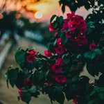 vicky prince - @__vicky__prince - Instagram
