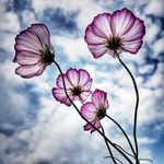 Vicky Pryor - @big_squid22101 - Instagram