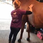 Vicky Reis - @equine.sports.performance - Instagram
