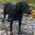 Vicky Rutherford NookonLyne Labradors - @nook_on_lyne_labradors - Instagram