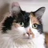 🌼Vicky🌼 - @vickysouth.paws - TikTok