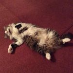 Vicki Tilley - @vtilley13109 - Instagram