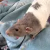 Vickie Waite - @vickie.waite - TikTok