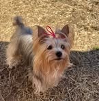 Vicky Waters - Facebook