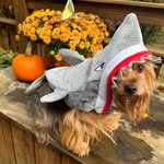 Vicky Webb Hagan - @littlelouie_therapy_dog - Instagram