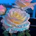 Vikki Wood - Facebook
