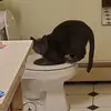 vickywestfallfore - @vicky.westfallfor - TikTok