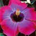 Vicki Whitfield - Facebook