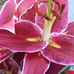 Vicky Wilkinson - Facebook