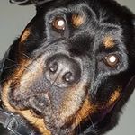 Vicky Woods - @rottiemumof2 - Instagram