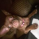 Bacon victor - @bacon_victor - Instagram