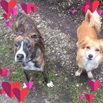 Ronja🐾 Victor🐾 Barney🐾 Henry🐾 - @wuselinewusel - Instagram