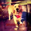 ForteCão Pets - @victor_barth - TikTok