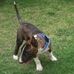 Victor Carrillo Becerril - Facebook